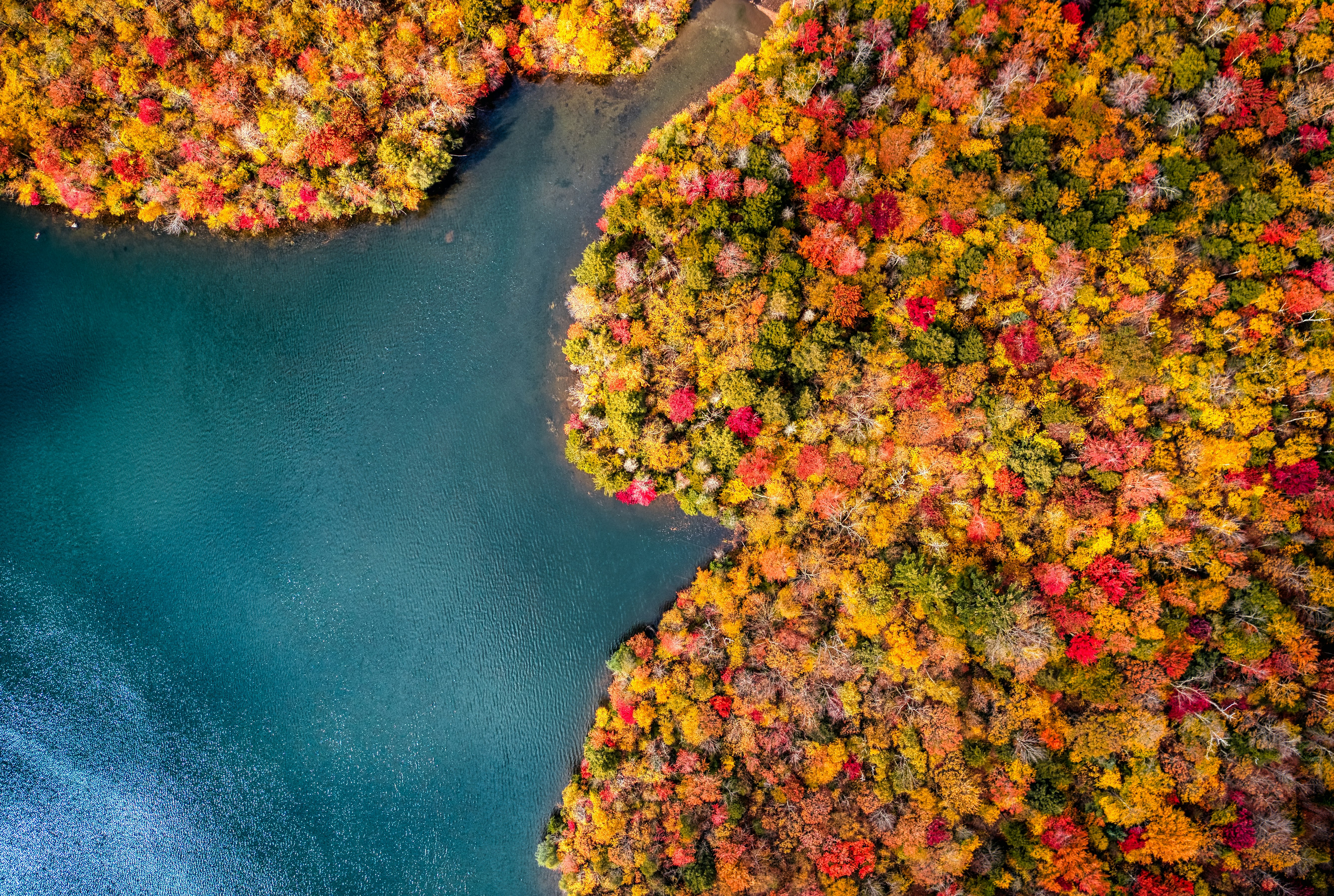 aerial view of green and yellow trees beside body of water during daytime